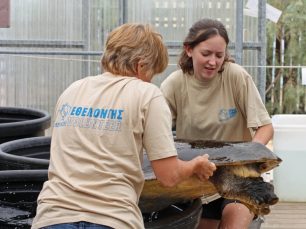 Στους εθελοντές «χελωνάδες» αυτά τα ερπετά οφείλουν την επιβίωση τους